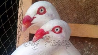 BEST AND BIGGEST colorful Fancy Pigeon Breeding Most Beautiful Pigeon CollectionFancy Pigeon Breed [upl. by Anafetse]