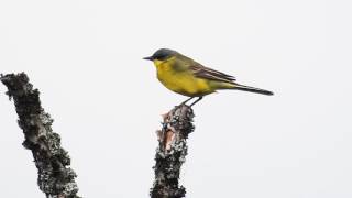 Yellow Wagtail  Såerle Motacilla flava thunbergi [upl. by Pammi]