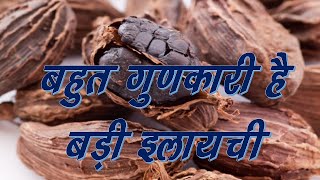 बड़ी इलायची  प्राकृतिक औषधि और इसके फायदे Large Cardamom  Ayurvedic herb amp Its Health Benefits [upl. by Emmie]