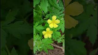 Momordica charantia Cucurbitaceae family nature forestflower trending garden forests forest [upl. by Arvie458]