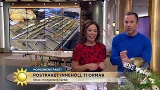 Paket innehöll giftormar spindlar och skorpioner  Nyhetsmorgon TV4 [upl. by Yvon]