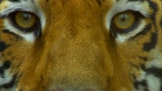 Découvrez le Tigre de Bengale dans ce magnifique documentaire [upl. by Jori485]