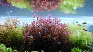 Rotala colorata red vietnam proserpinaca palustris [upl. by Leandre]