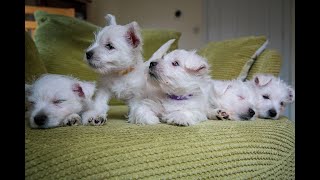 Milas Westie Puppies [upl. by Phaidra]