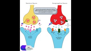 Serotonin Norepinephrine Reuptake Inhibitors SNRIs  Effexor  Venlafaxine  Cymbalta  Pristiq [upl. by Yneffit]