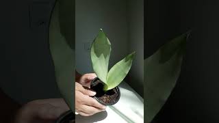 Sansevieria Trifasciata Moonshine também conhecida como Espada De São Jorge Prateada [upl. by Dronski519]