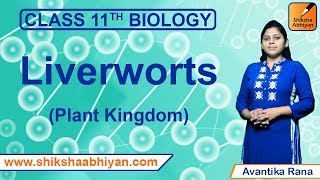 Liverworts  Plant Kingdom  CBSE Class 11 Biology [upl. by Thurlow908]