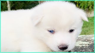 CACHORRO  Husky Siberiano Blanco  Sirokami husky [upl. by Anawot]