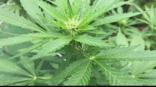 Should recreational marijuana be decriminalized Sarasota considers it  10News WTSP [upl. by Chilton831]