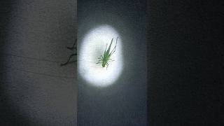 গ্রাসোফার কান্ড  grasshopper shorts  youtubeshorts  pest viral [upl. by Wernsman]