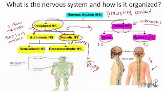 8 1 The Nervous System Structure and Function [upl. by Amy]