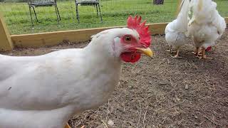 White Leghorn Rooster and Hens leghorn rooster chickens homestead farm [upl. by Nnaeus]