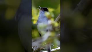 The Blackcaps Accomplished Song  Bird Sounds shorts [upl. by Reibaj]