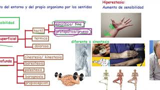 Sensibilidad Protopática [upl. by Aryad]