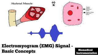 Electromyogram EMG Signal  Basic Concepts  Biomedical Instrumentation [upl. by Revert]