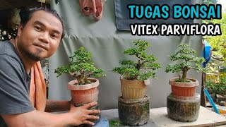 TUGAS VITEX PARVIFLORA BONSAI MAINTENANCETRIM [upl. by Akilaz]