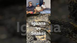 Iguana Vs Snakes shorts [upl. by Reginauld]