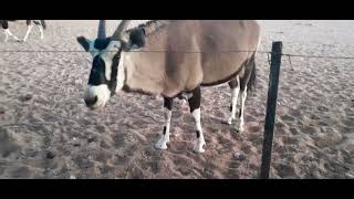 Oryx munching on earlobes  Gondwana Namib Desert Lodge [upl. by Torres664]