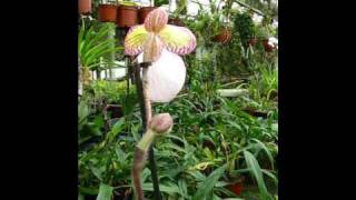 Paphiopedilum micranthum [upl. by Elesig]