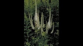 Species at Risk in the Tallgrass Prairie Episode 21 Culvers Root [upl. by Norat]