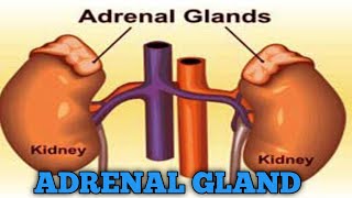 adrenal gland [upl. by Anwahsak]