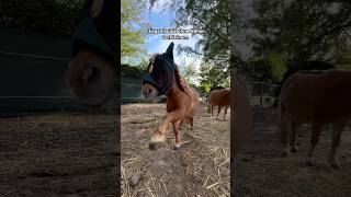 Fliegenhaube ohne Nähen verkleinern 🪡❌ horse equestrian diy pferd pony [upl. by Akilat565]