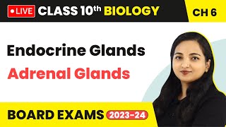 Endocrine Glands  Adrenal Glands  Class 10 Biology Chapter 6 LIVE [upl. by Nnayar]