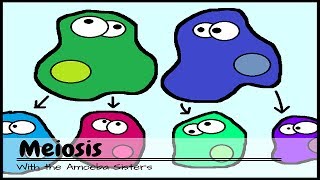 OLD VIDEO Meiosis The Great Divide [upl. by Alisander]