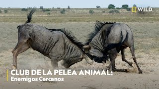 Club de la Pelea Animal Enemigos cercanos  Nat Geo Wild [upl. by Dyer]