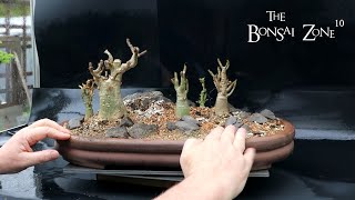 Repotting My Aloe Bonsai Part 1A The Bonsai Zone May 2023 [upl. by Brunella]