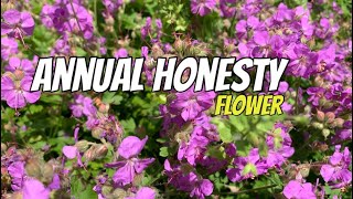 Annual honesty flower [upl. by Alene]