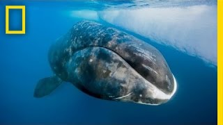 Catching a 200YearOld Whale  Nat Geo Live [upl. by Neruat]