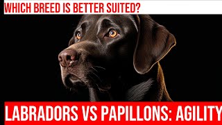 Labradors vs Papillons Comparing Size amp Agility [upl. by Aicirtam616]