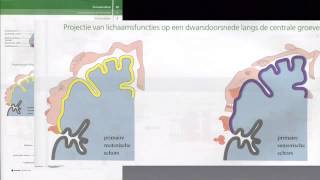 Examentraining H5 Zenuwstelsel [upl. by Ardyaf]