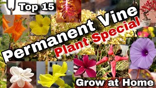 Top 15 Permanent Vine  Creeper plants you can grow in GardenPot Creeper Special [upl. by Vernen]