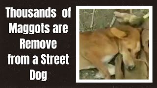 Thousands of Maggots remove from a street Dog  डॉग के कीड़ों का इलाज  dogs animals doglover [upl. by Gian813]