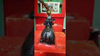 Seshan Adiyars Performing Abhishegam to Siva Lingam Nandhikeswarar at Sri Rajalingam Swamigal Illam [upl. by Allcot]