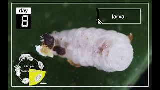 Inside Life of Parasitoids Anagyrus vladimiri Developing Within a Mealybug [upl. by Akcir471]