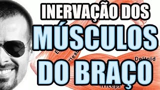 Vídeo Aula 109  Anatomia Humana  Sistema Muscular Inervaçao dos Músculos do Braço [upl. by Judenberg657]