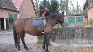 Unsere perfekte Reitanlage D [upl. by Uolymme]