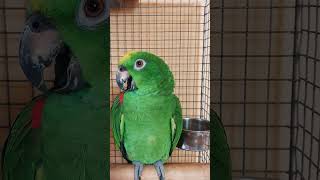 Amazon talking sound😘amazon birds talkingparrot funnyvideo whatsappstatus [upl. by Noirda591]