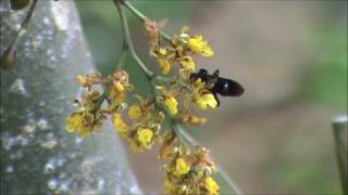 Orchid pollination Trichocentrum pumilum Oncidiinae pollinated by oilgathering bees [upl. by Aicatsana731]