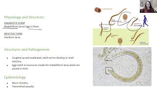 Strongyloides stercoralis [upl. by Yhcir]