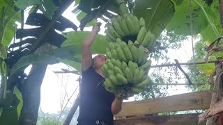 FULL VIDEO 35 days of harvesting water spinach and bananas for sale at the market  Triệu Thị Mụi [upl. by Hephzibah297]