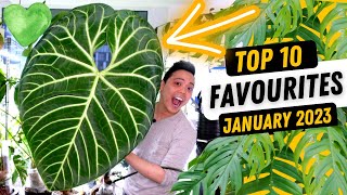 THIS IS HUGE 🤩 Top 10 Favourite Plants 💚 Anthurium Regale Metallicum Philodendron Monstera Hoya [upl. by Maure801]