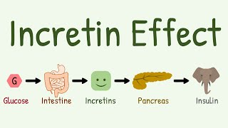 Incretin Effect Why oral glucose causes more insulin secretion [upl. by Nisay]