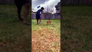 Bandit naughty time doglover dog dogtraining puppylife puppy [upl. by Clarkson]