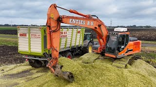 Mais oogst 2024 met Claas Jaguar 940 door loonb Entjes BV 4K [upl. by Damle793]