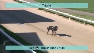 Kinsley Greyhounds Trials on 7th April 2023 [upl. by Tabber951]