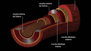 Artères et veines [upl. by Blackington]